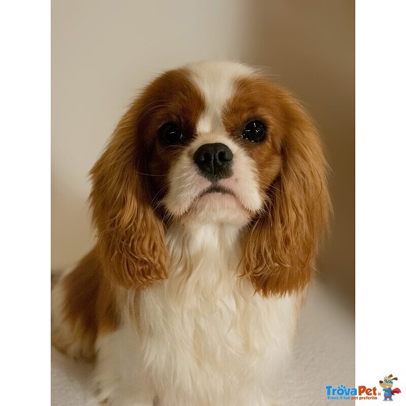 Cavalier king Charles Spaniel con Pedigree Enci - Foto n. 4