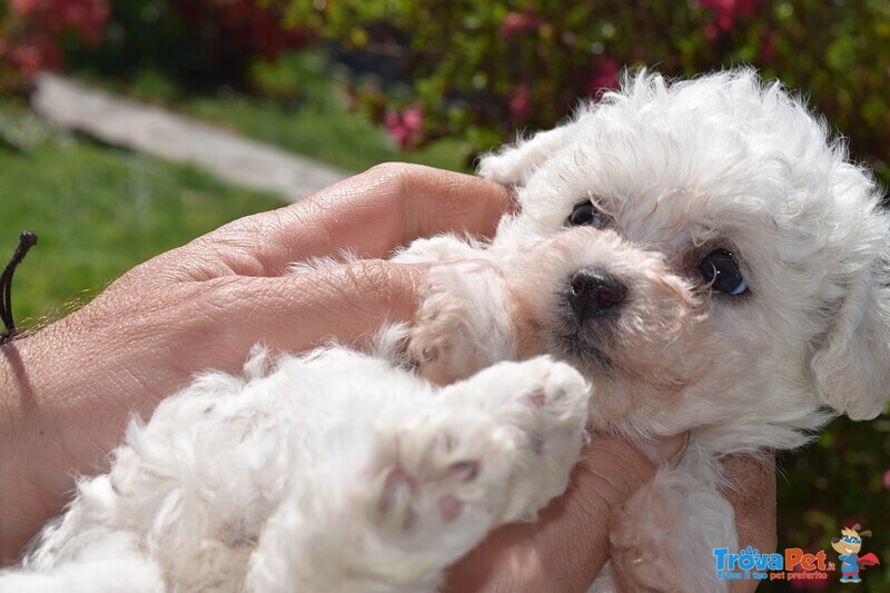 Disponibile 1 Cucciolo di Bichon Frise - Foto n. 2