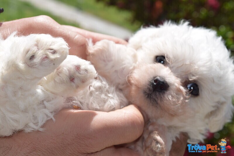 Disponibile 1 Cucciolo di Bichon Frise - Foto n. 4