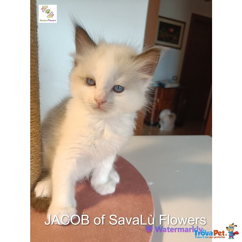 Splendidi Cuccioli Ragdoll - alta Genealogia vari Colori - Foto n. 2