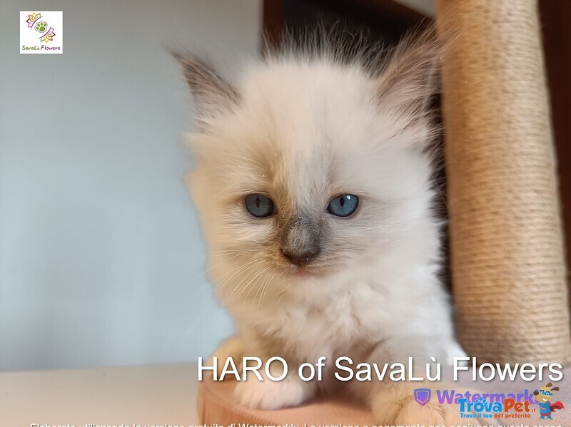 Splendidi Cuccioli Ragdoll - alta Genealogia vari Colori - Foto n. 3