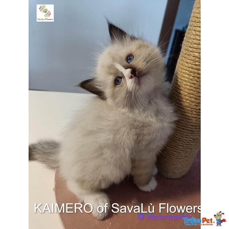 Splendidi Cuccioli Ragdoll - alta Genealogia vari Colori - Foto n. 6