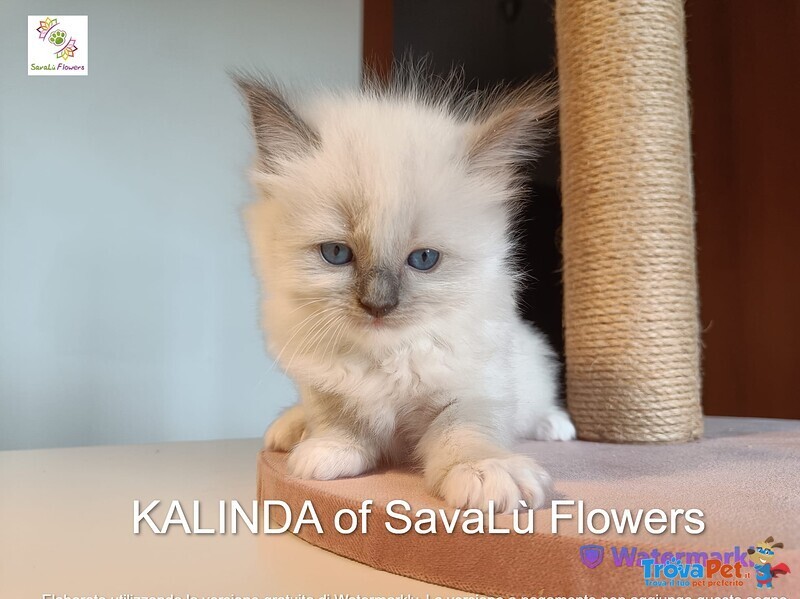 Splendidi Cuccioli Ragdoll - alta Genealogia vari Colori - Foto n. 7