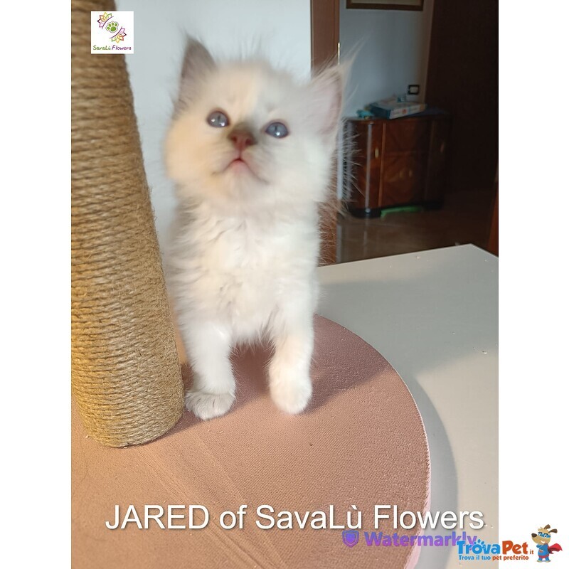 Splendidi Cuccioli Ragdoll - alta Genealogia vari Colori - Foto n. 10