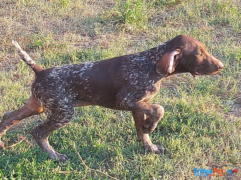 Bracco Tedesco Cucciolo Kurzhaar Cuccioli - Foto n. 1