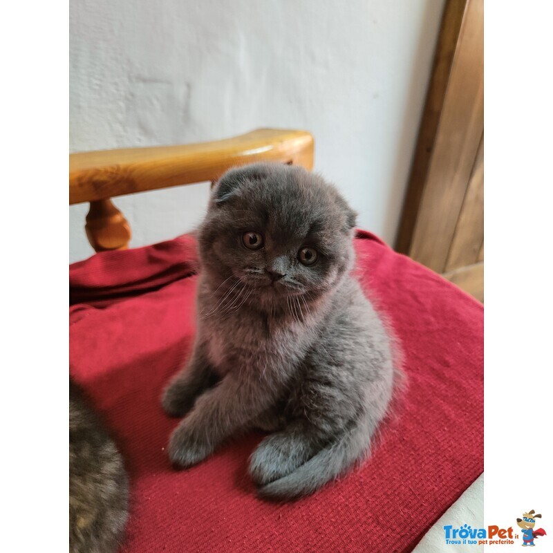 Scottish fold e Straight - Foto n. 3