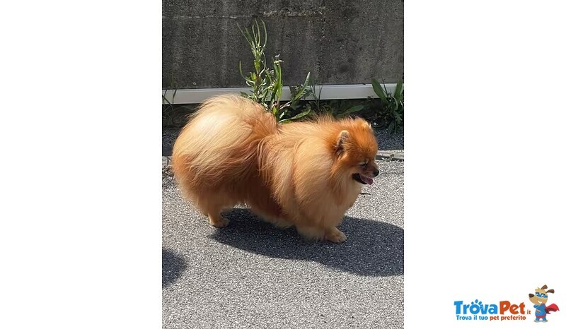 Disponibile per Monta Stupendo Volpino spiz di Pomerania Pedigree Enci - Foto n. 1