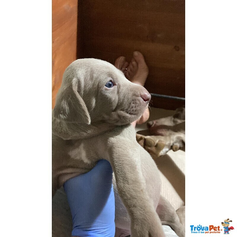 Splendidi Cuccioli di Weimaraner - Foto n. 1