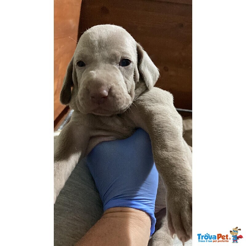 Splendidi Cuccioli di Weimaraner - Foto n. 3