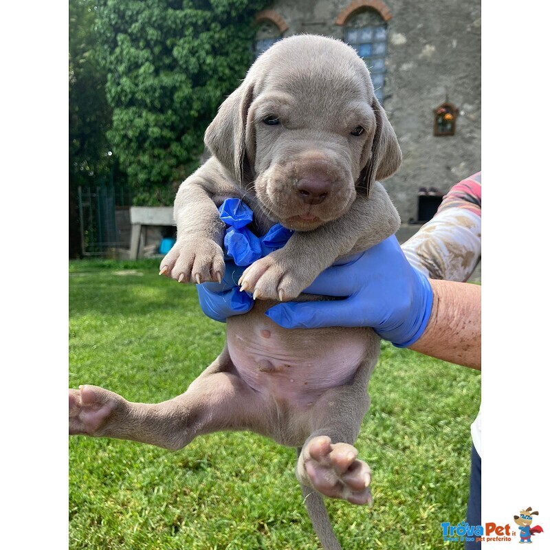 Splendidi Cuccioli di Weimaraner - Foto n. 4