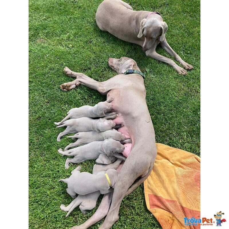 Splendidi Cuccioli di Weimaraner - Foto n. 5