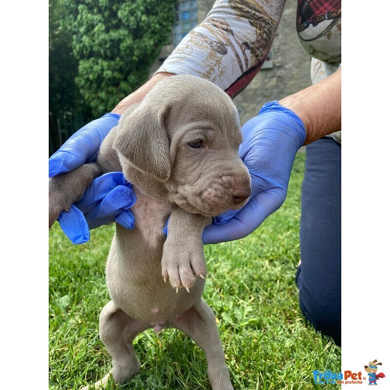 Splendidi Cuccioli di Weimaraner - Foto n. 6