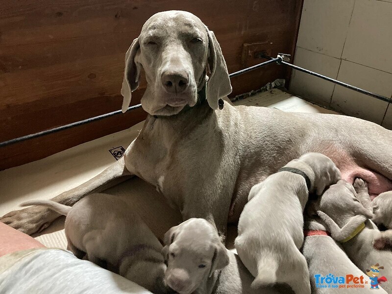 Splendidi Cuccioli di Weimaraner - Foto n. 7