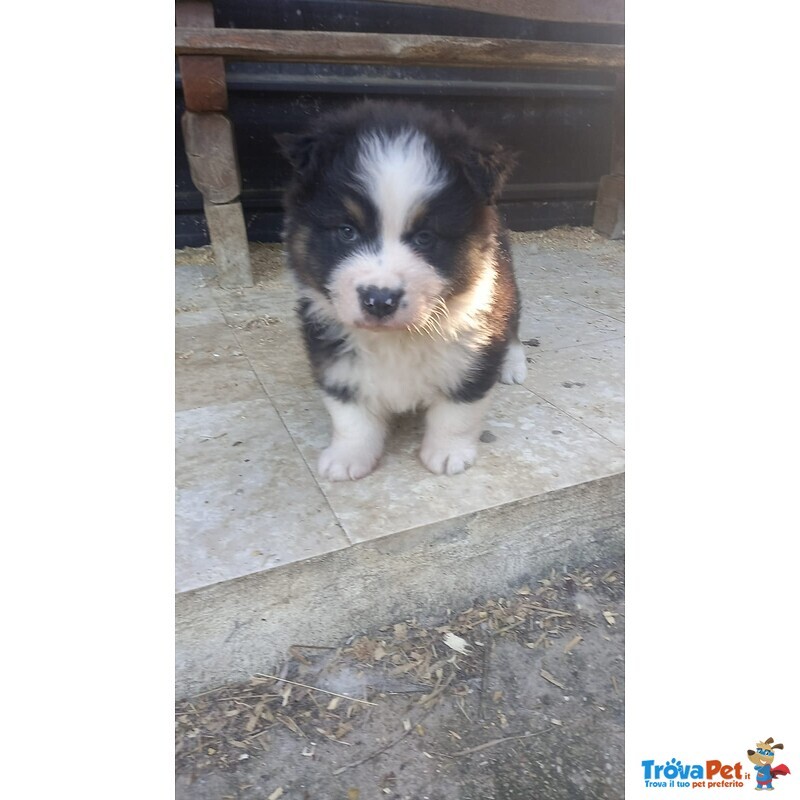 Cucciolo Pastore Australiano Maschio - Foto n. 1