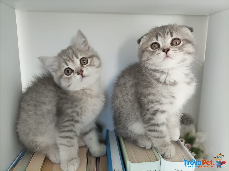 Cuccioli British Straight e Scottish Fold - Foto n. 1