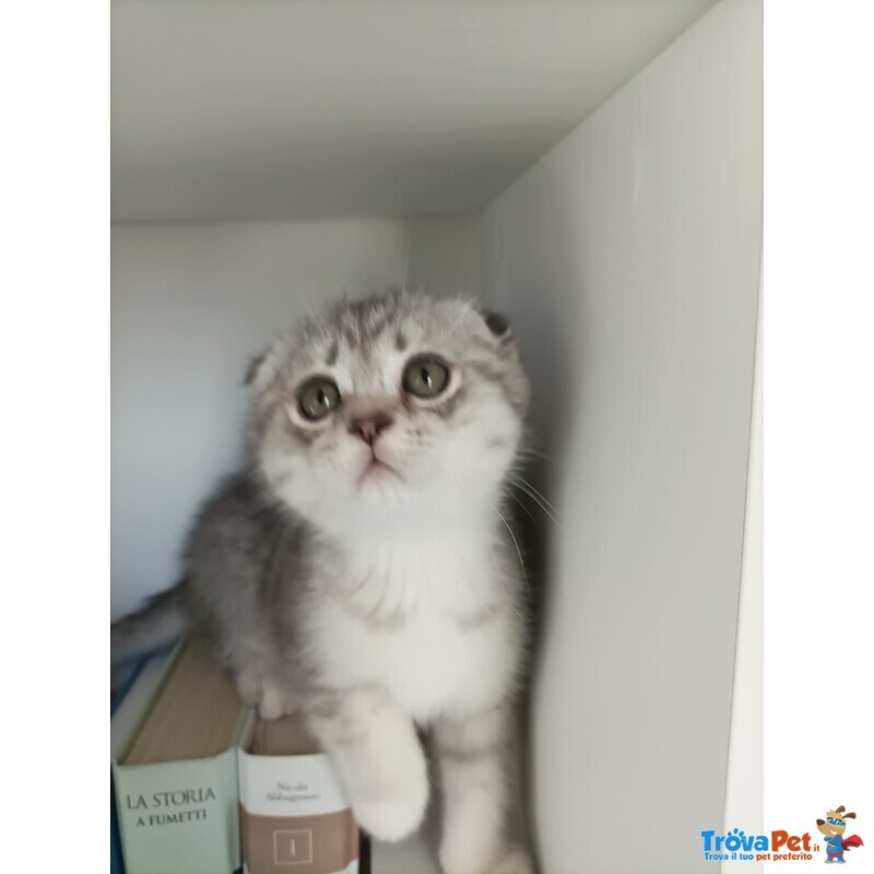 Cuccioli British Straight e Scottish Fold - Foto n. 2