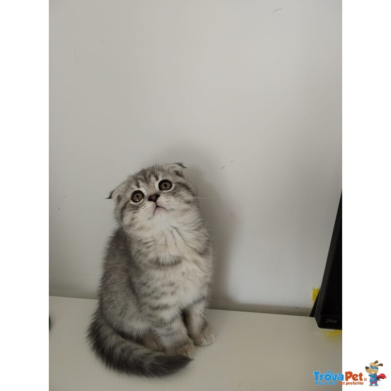 Cuccioli British Straight e Scottish Fold - Foto n. 4