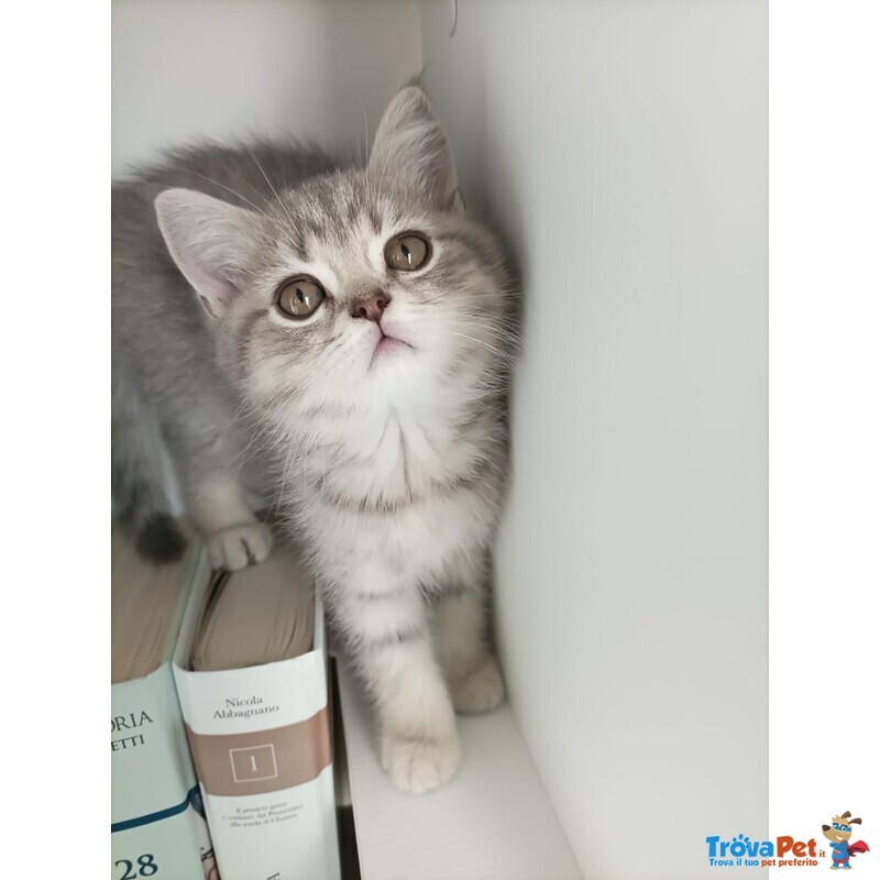 Cuccioli British Straight e Scottish Fold - Foto n. 5