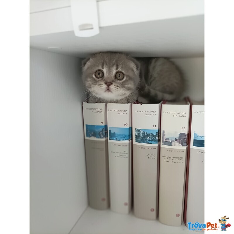 Cuccioli British Straight e Scottish Fold - Foto n. 6