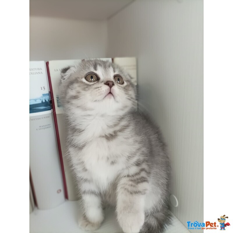 Cuccioli British Straight e Scottish Fold - Foto n. 7