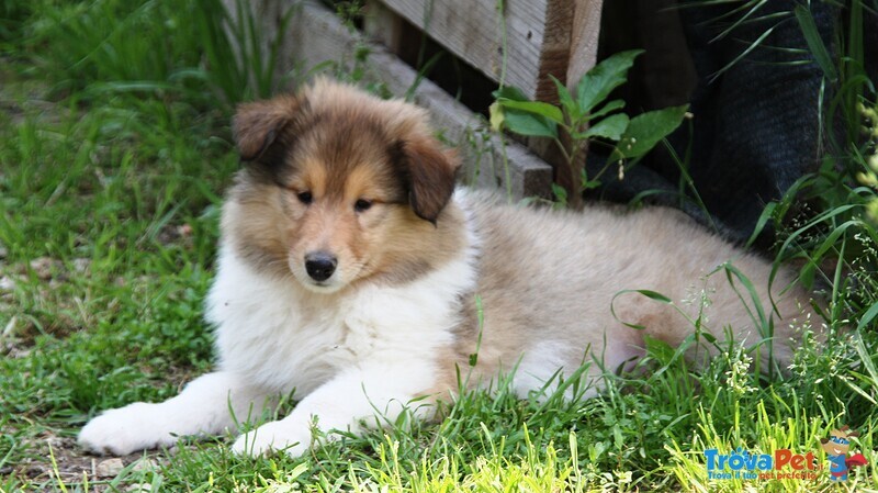 Cuccioli di Pastore Scozzese - Collie - Foto n. 1