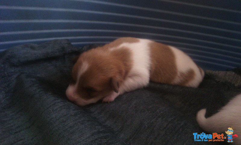 Cuccioli jack Russel - Foto n. 7