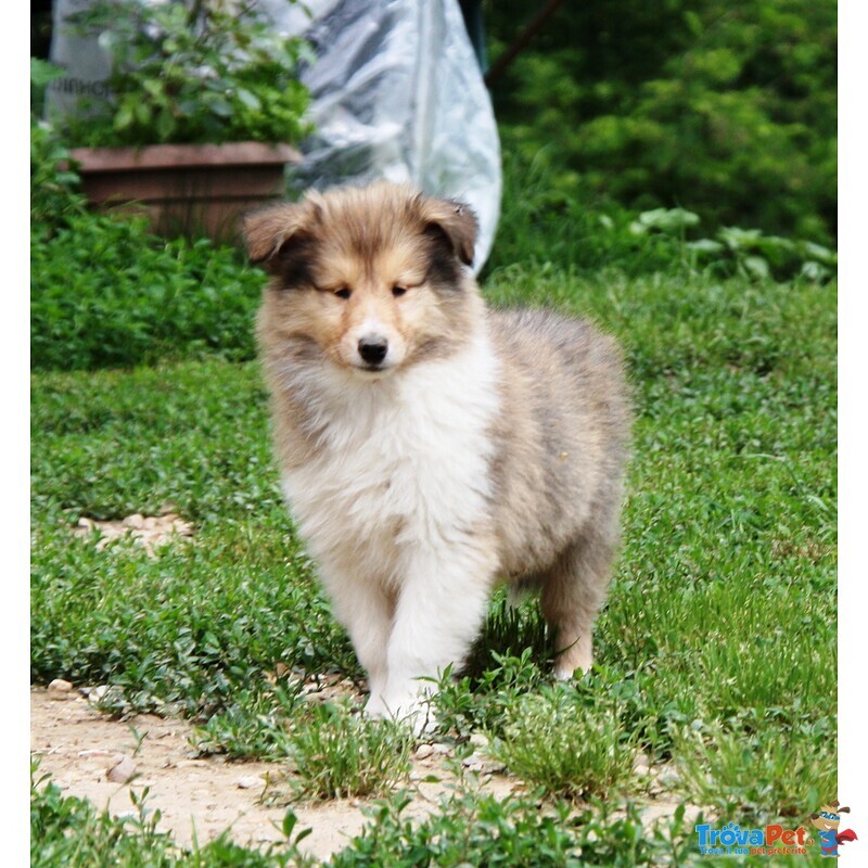 Cuccioli di Pastore Scozzese - Collie - Foto n. 2