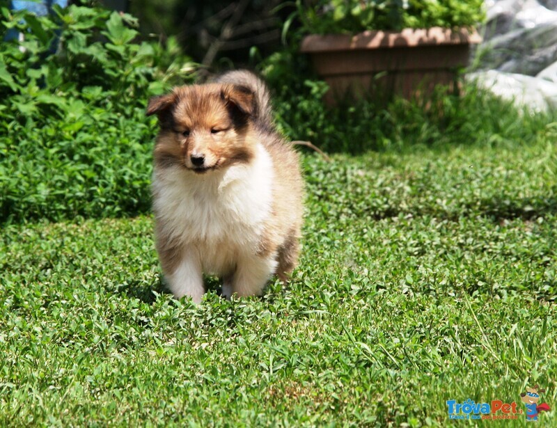 Cuccioli di Pastore Scozzese - Collie - Foto n. 3