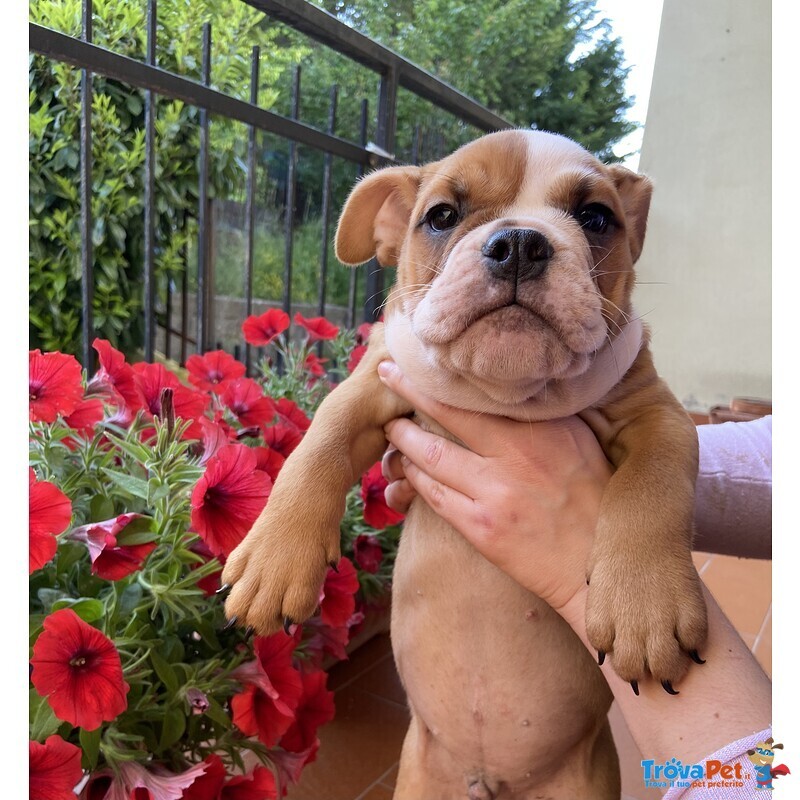 Cuccioli di Bulldog Inglese - Foto n. 1