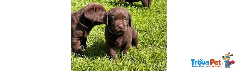 Cuccioli Labrador con Pedigree - Foto n. 1