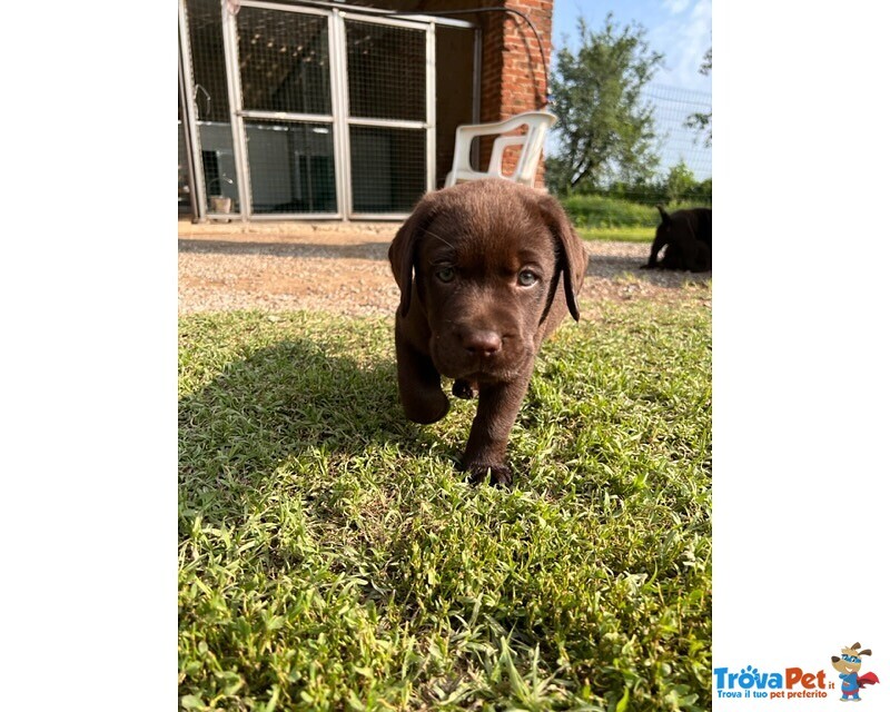 Cuccioli Labrador con Pedigree - Foto n. 3