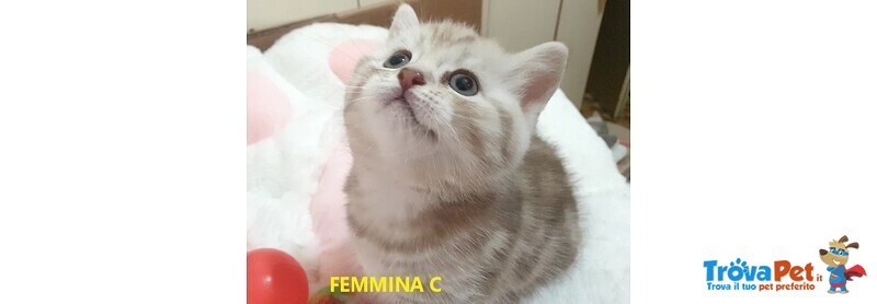 Cuccioli Femmine British - Foto n. 3