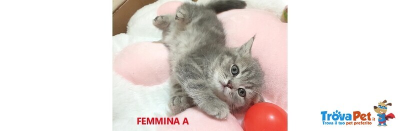 Cuccioli Femmine British - Foto n. 9