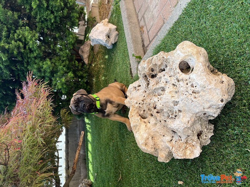 Cuccioli di Bullmastiff - Foto n. 1