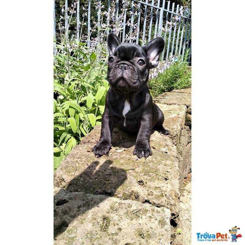 Cuccioli Disponibili Razza Bouledogue Francese - Allevamento dei Gomberti - Foto n. 2