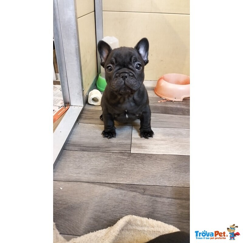 Cuccioli Disponibili Razza Bouledogue Francese - Allevamento dei Gomberti - Foto n. 1