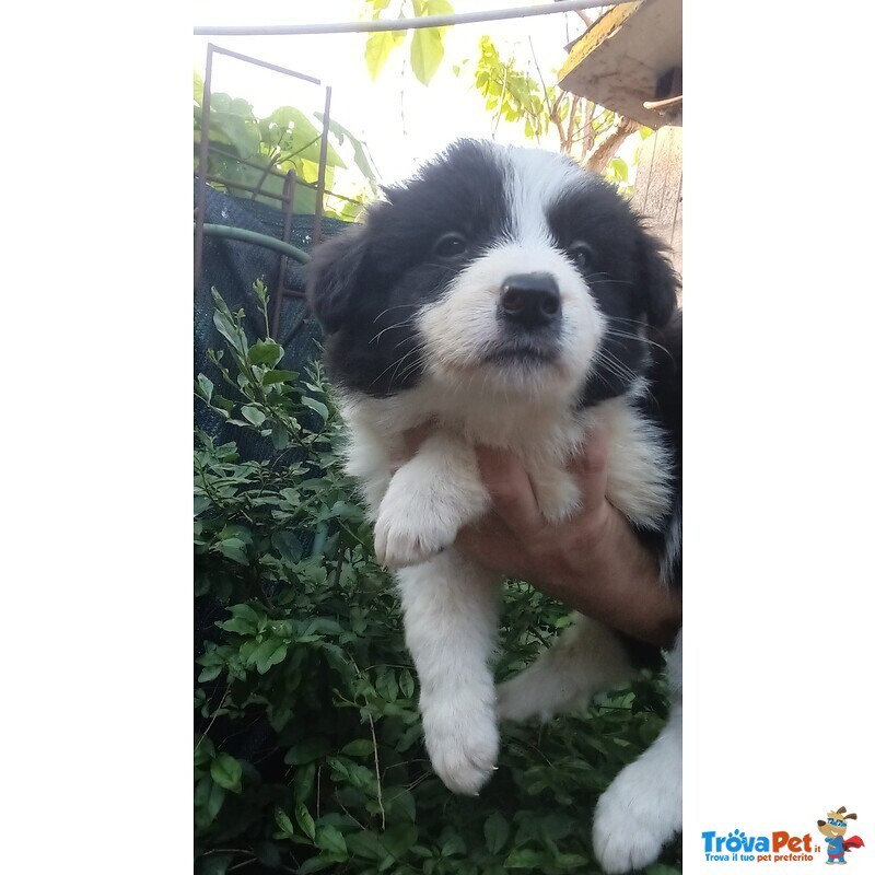 Cuccioli Border Collie neri e Bianchi - Foto n. 1