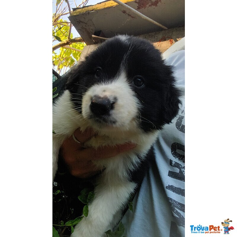 Cuccioli Border Collie neri e Bianchi - Foto n. 2