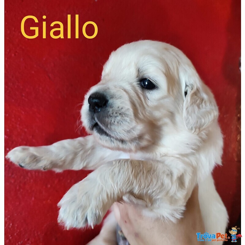 Cuccioli Golden Retriever Linea Inglese Pedigree Enci - Foto n. 1