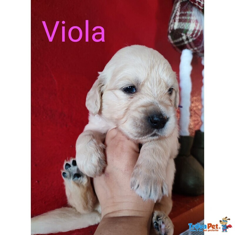 Cuccioli Golden Retriever Linea Inglese Pedigree Enci - Foto n. 2