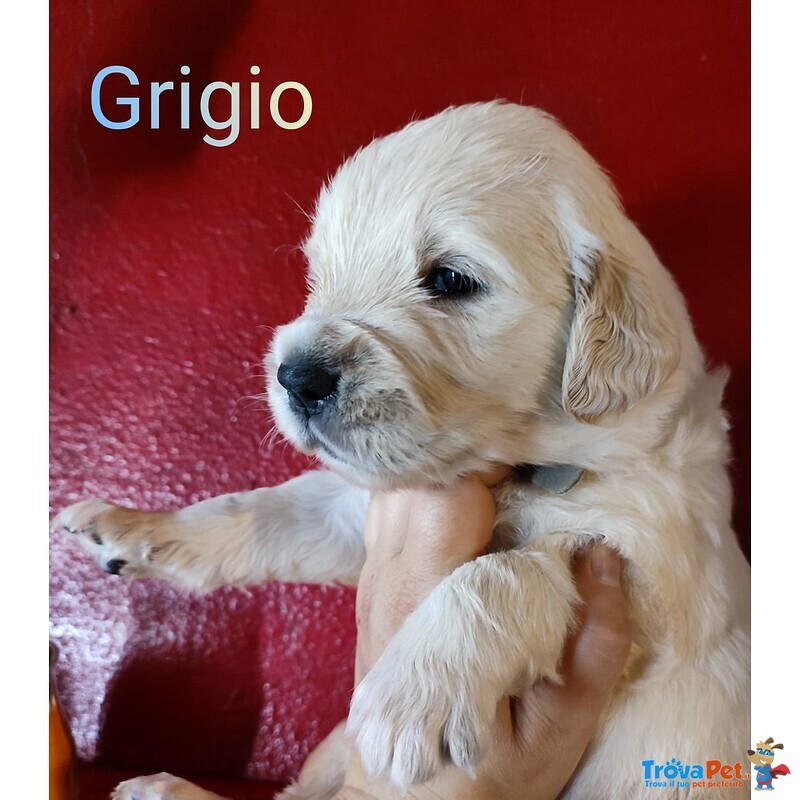 Cuccioli Golden Retriever Linea Inglese Pedigree Enci - Foto n. 4