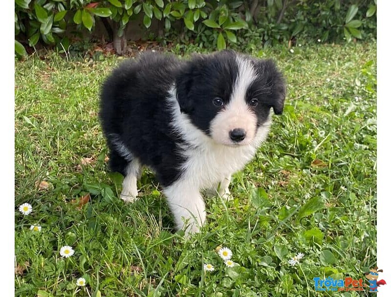 Cuccioli di Border Collie - Foto n. 1