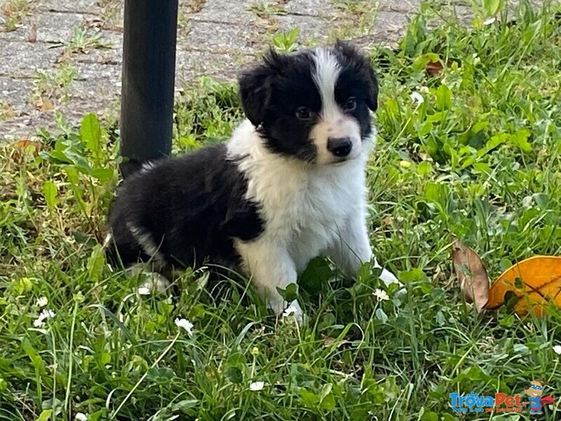 Cuccioli di Border Collie - Foto n. 2