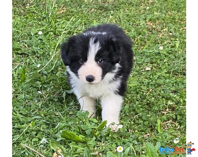 Cuccioli di Border Collie - Foto n. 3