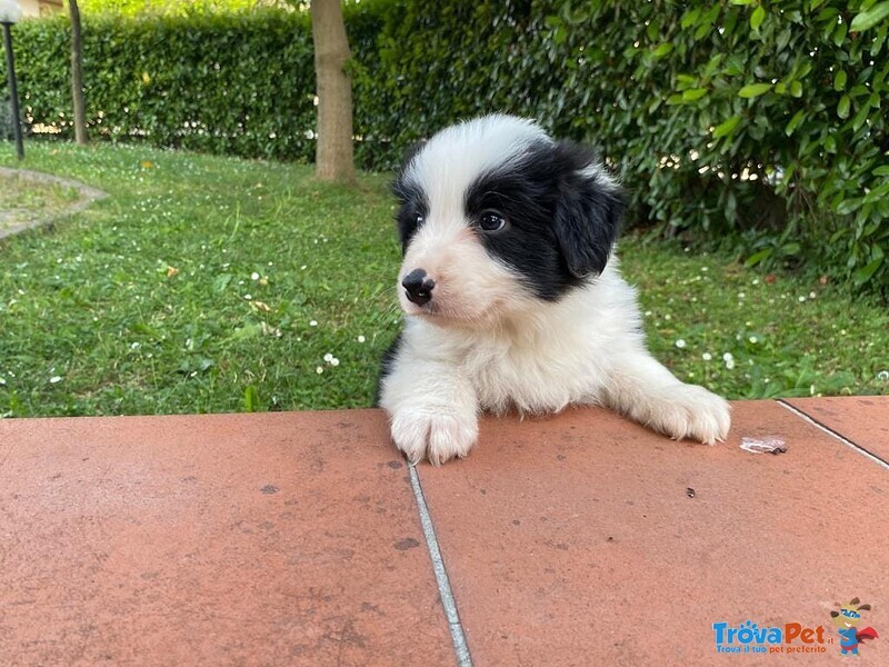 Cuccioli di Border Collie - Foto n. 4