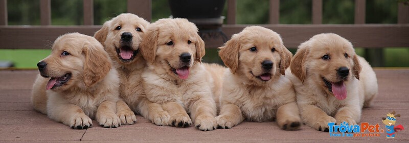 Golden Retriever Cuccioli alta Genealogia - Foto n. 1