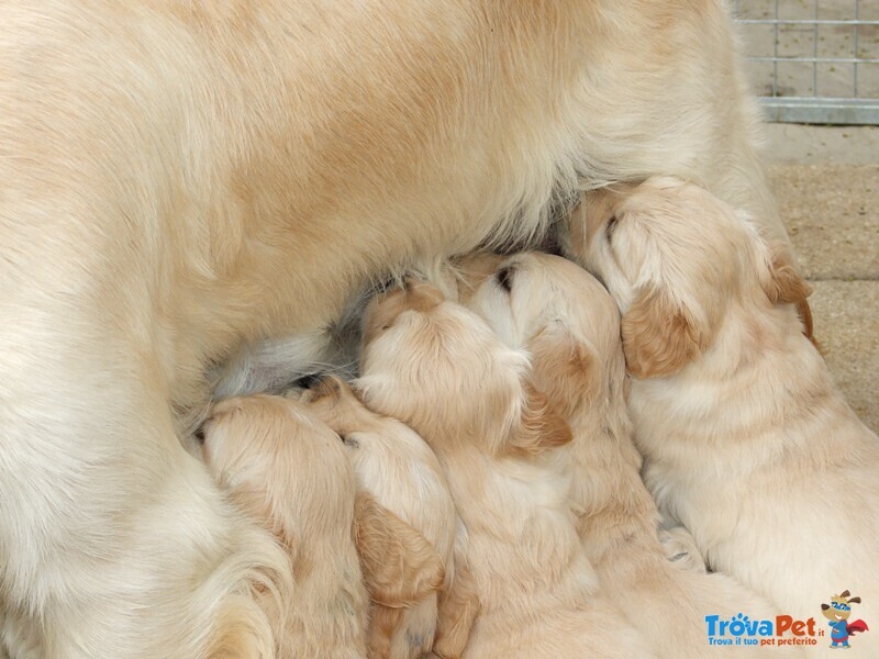 Golden Retriever Cuccioli alta Genealogia - Foto n. 2