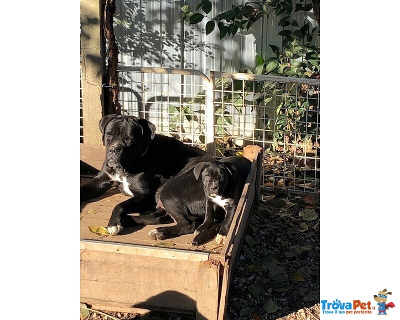 Cuccioli di cane Corso con Pedigree - Foto n. 1