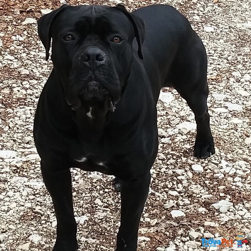 Cuccioli di cane Corso con Pedigree - Foto n. 2