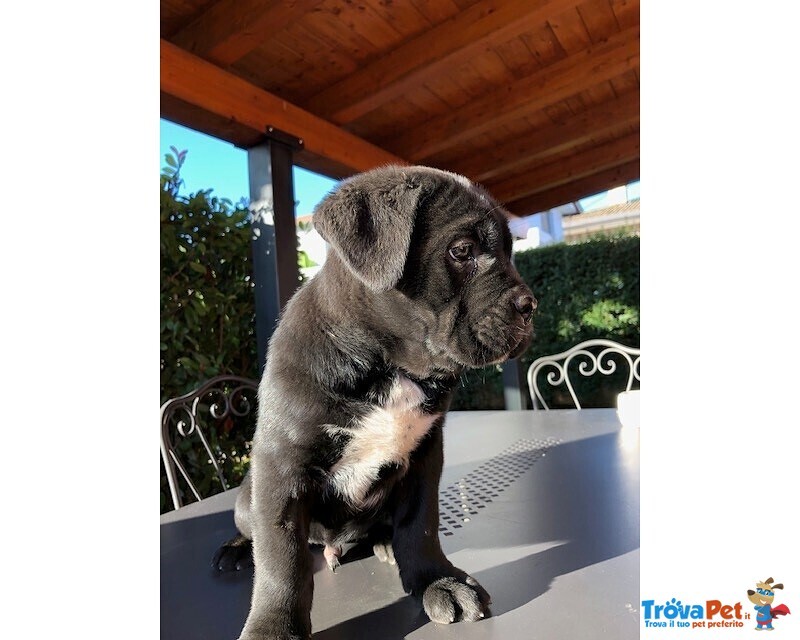 Cuccioli di cane Corso con Pedigree - Foto n. 3